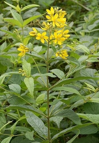 Lysimachia vulgaris (Yellow Loosestrife) — photo