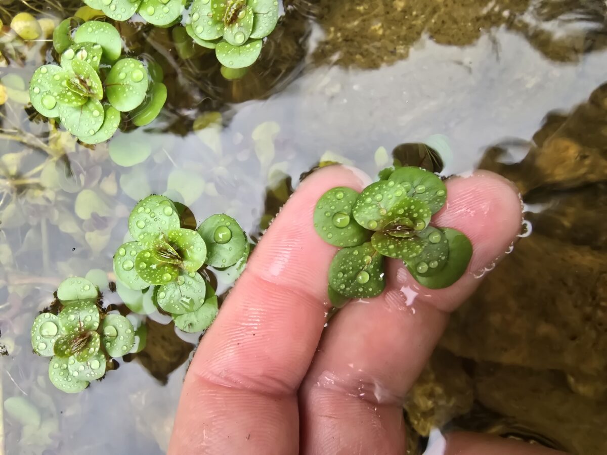 Lythrum portula - (L.)D.A.Webb. (Water Purslane) — photo