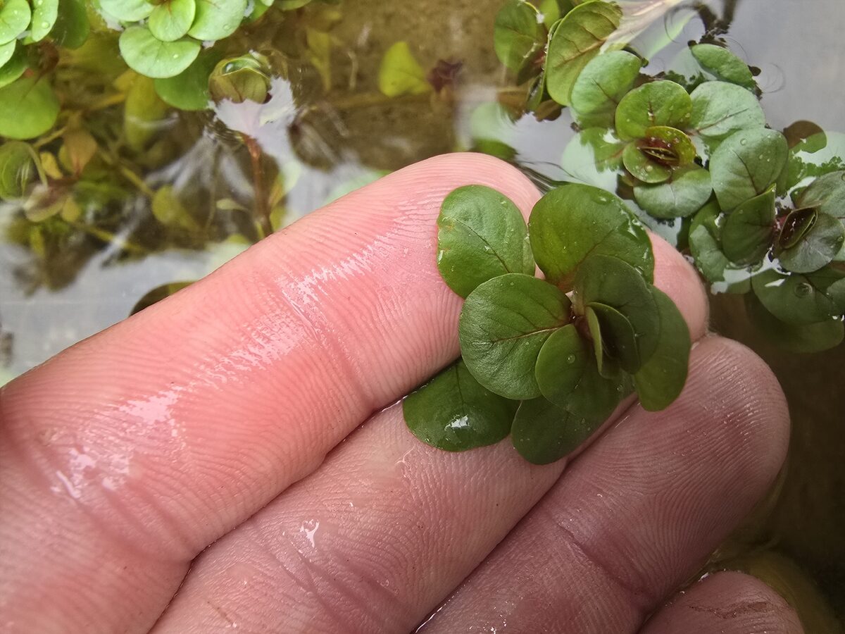 Lythrum portula - (L.)D.A.Webb. (Water Purslane) — photo