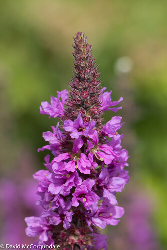 Lythrum salicaria (Purple Loosestrife) — photo