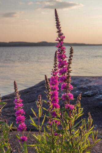 Lythrum salicaria (Purple Loosestrife) — photo