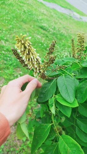 Maackia amurensis (Chinese Yellow Wood) — photo