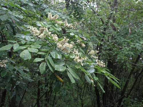 Maackia amurensis (Chinese Yellow Wood) — photo