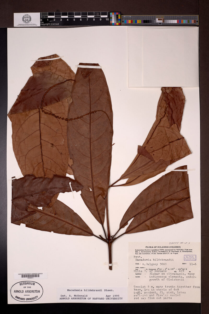 Macadamia hildebrandii (Celebes nut) — photo