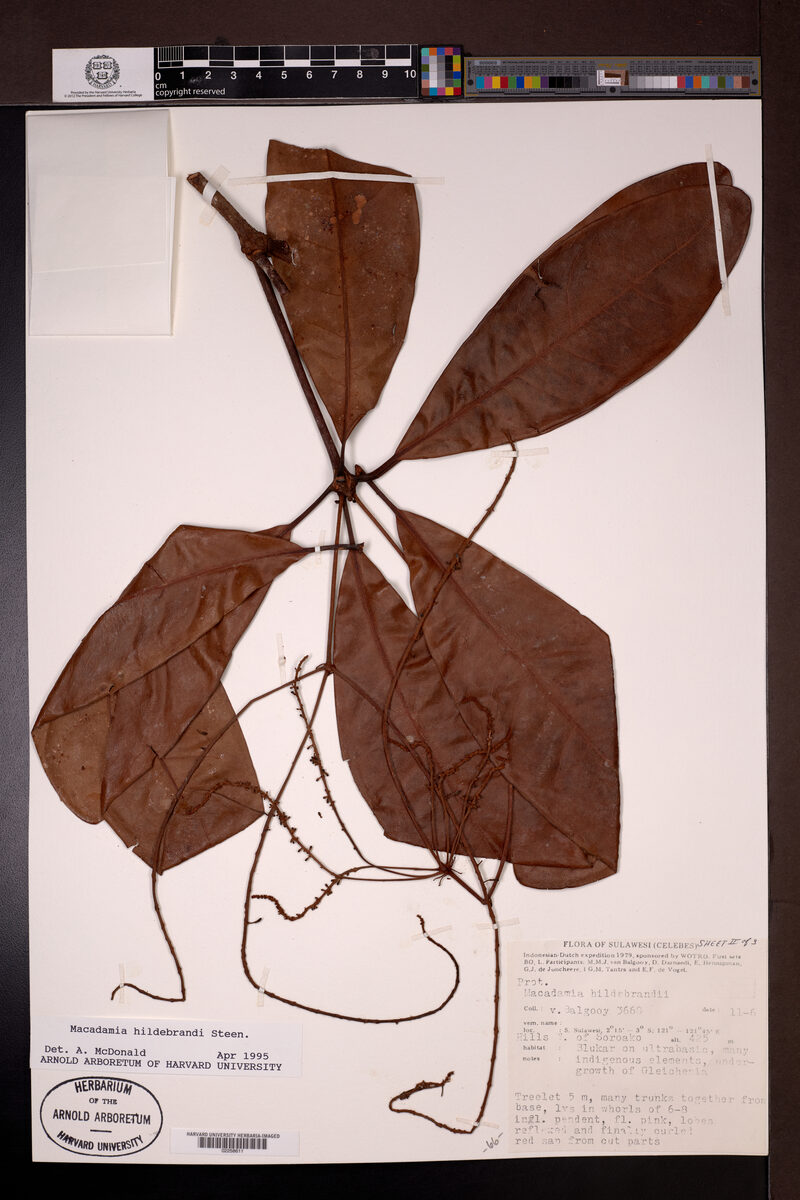 Macadamia hildebrandii (Celebes nut) — photo