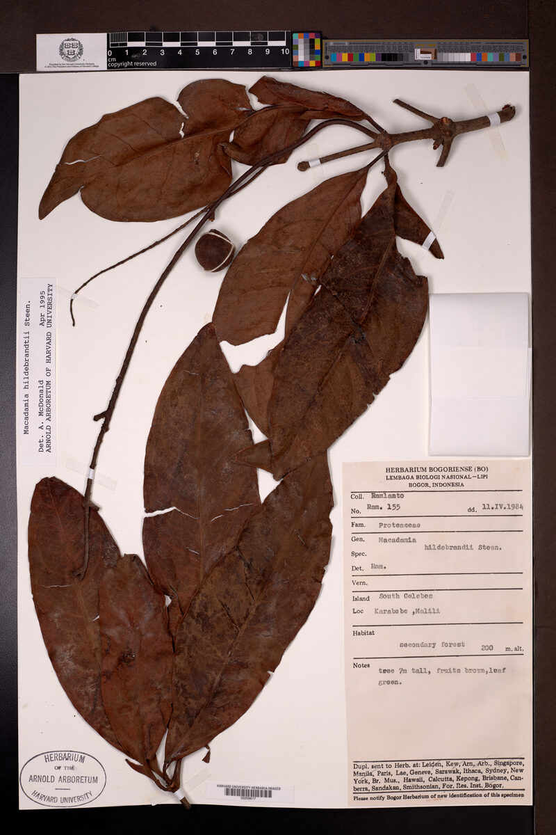 Macadamia hildebrandii