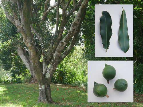 Macadamia integrifolia (Macadamia) — photo