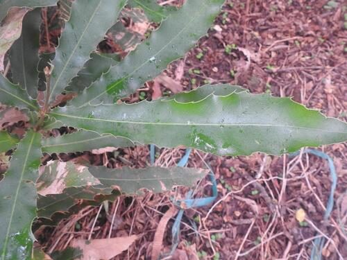 Macadamia integrifolia (Macadamia) — photo
