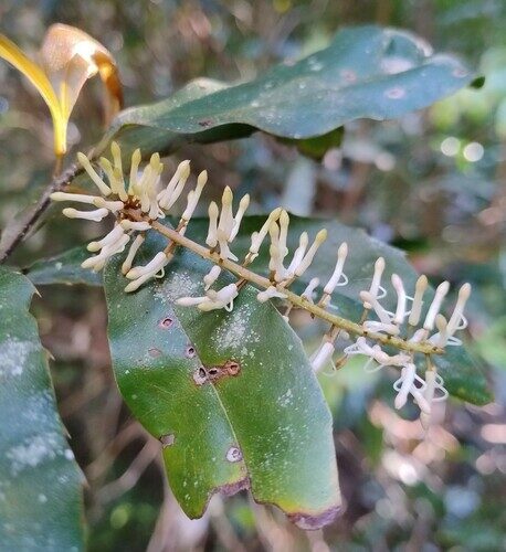 Macadamia ternifolia (Macadamia Nut) — photo