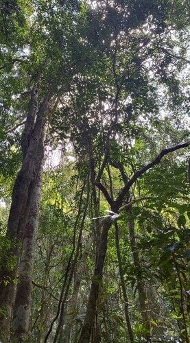 Macadamia ternifolia (Macadamia Nut) — photo