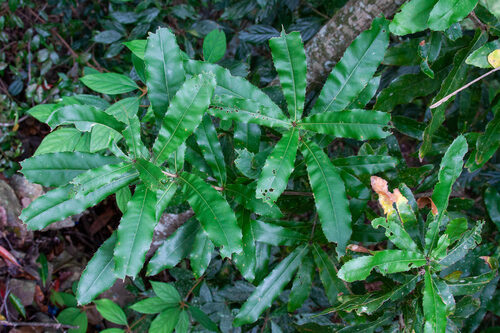 Macadamia tetraphylla (Queensland Nut) — photo