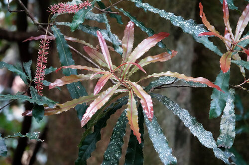 Macadamia tetraphylla