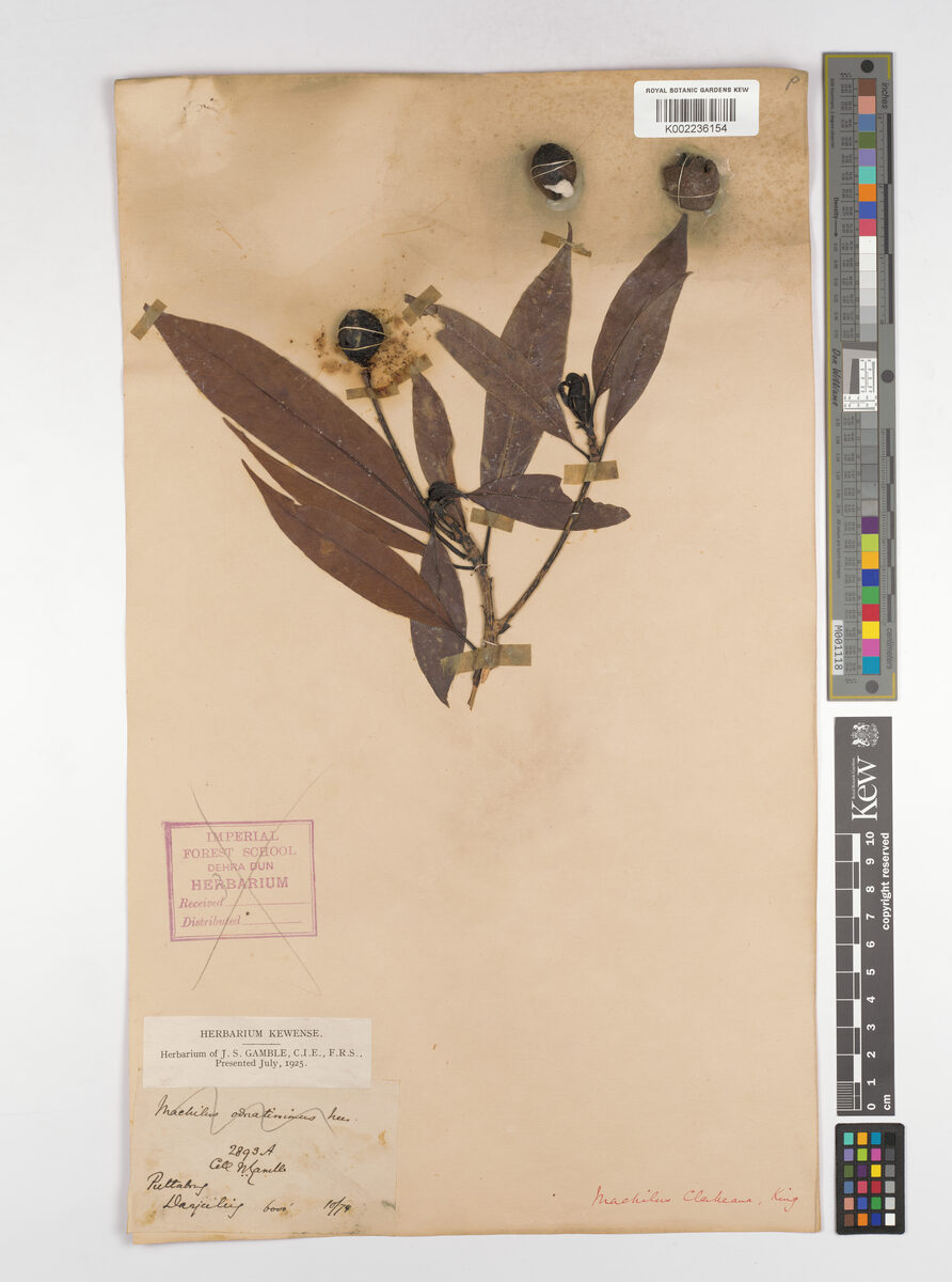 Machilus gammieana — photo