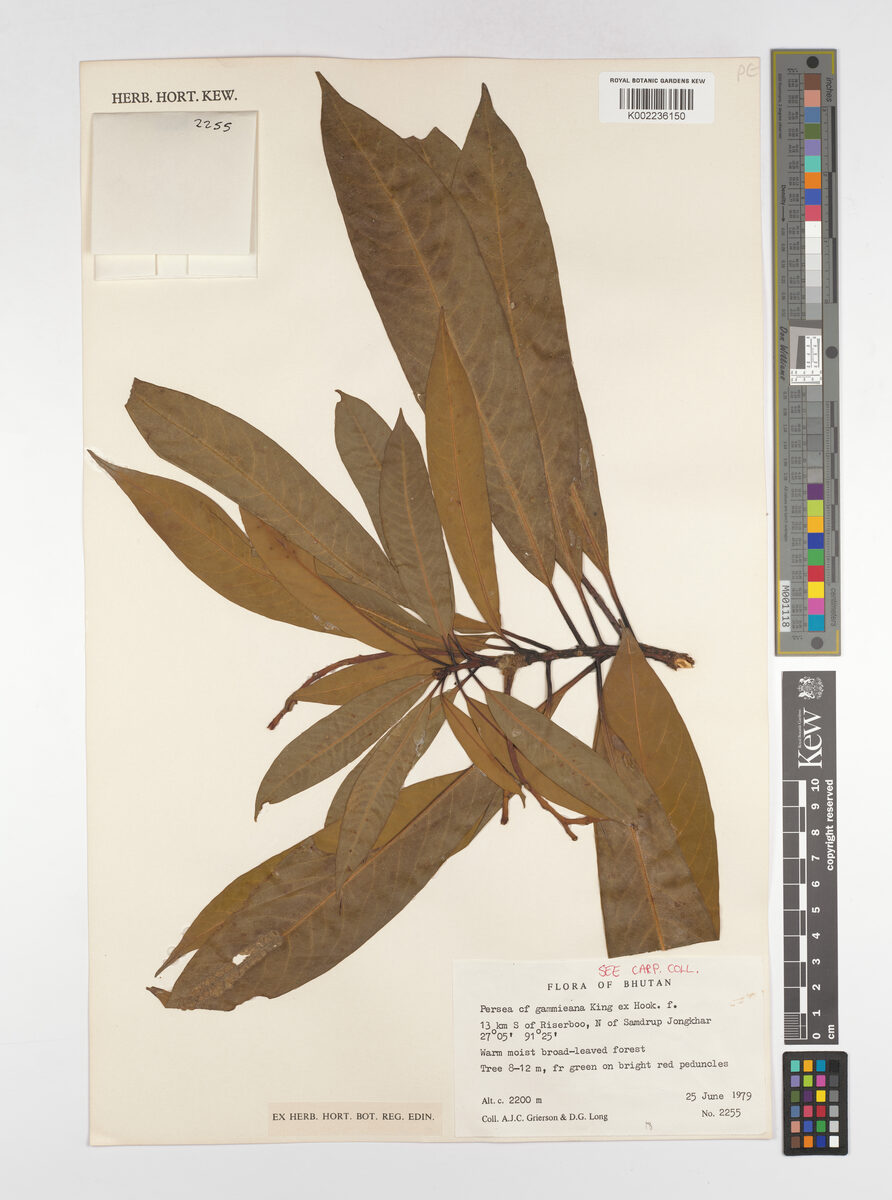 Machilus gammieana