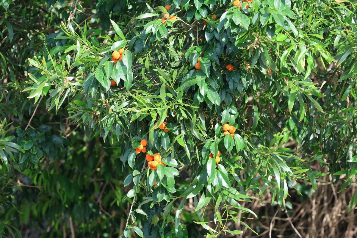 Maclura cochinchinensis - (Lour.) Corner (Cockspur Thorn) — photo