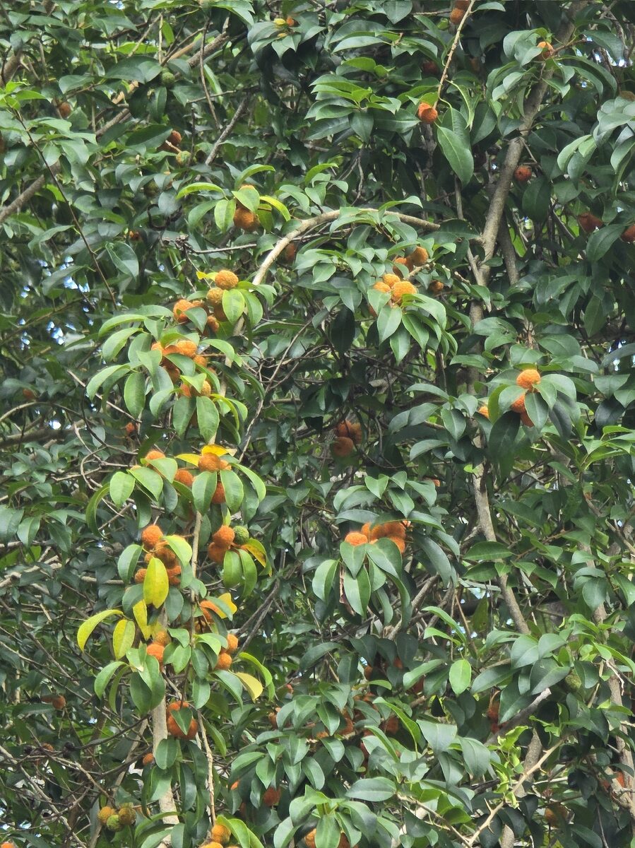 Maclura cochinchinensis - (Lour.) Corner (Cockspur Thorn) — photo