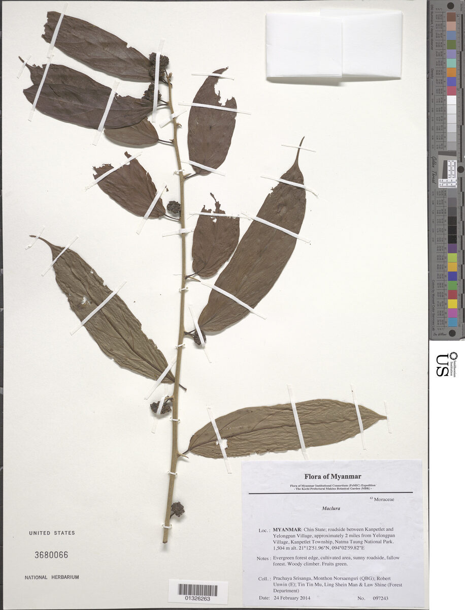 Maclura fruticosa — photo