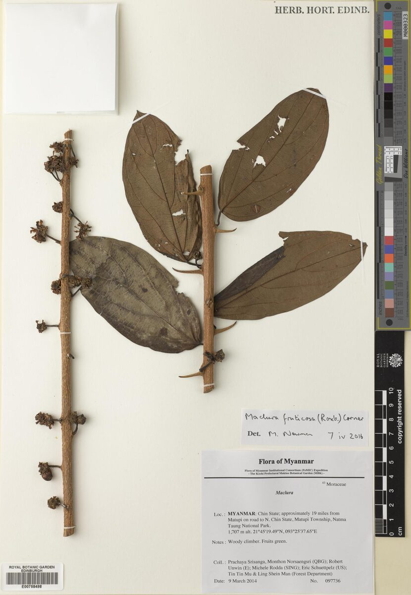 Maclura fruticosa — photo