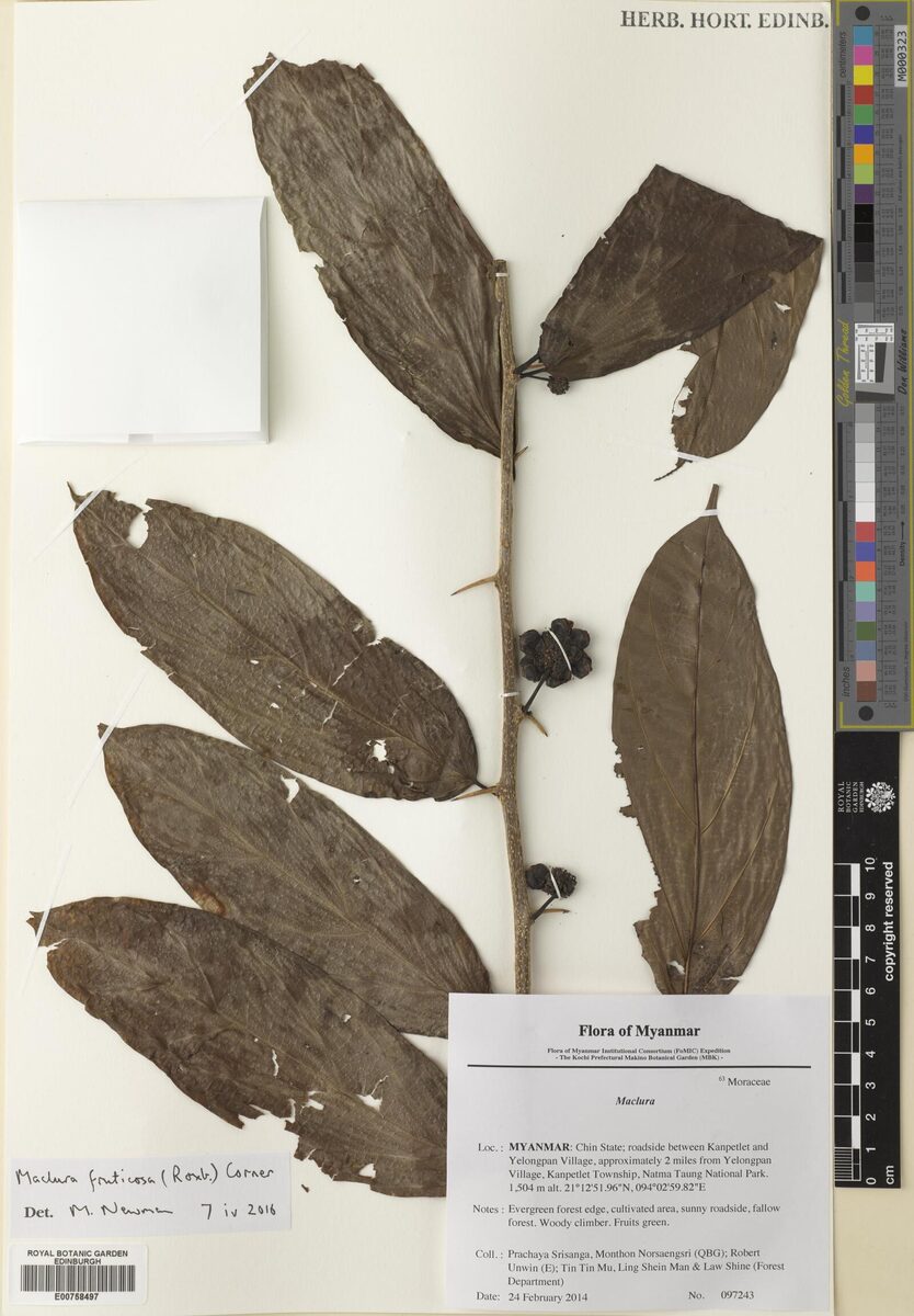 Maclura fruticosa