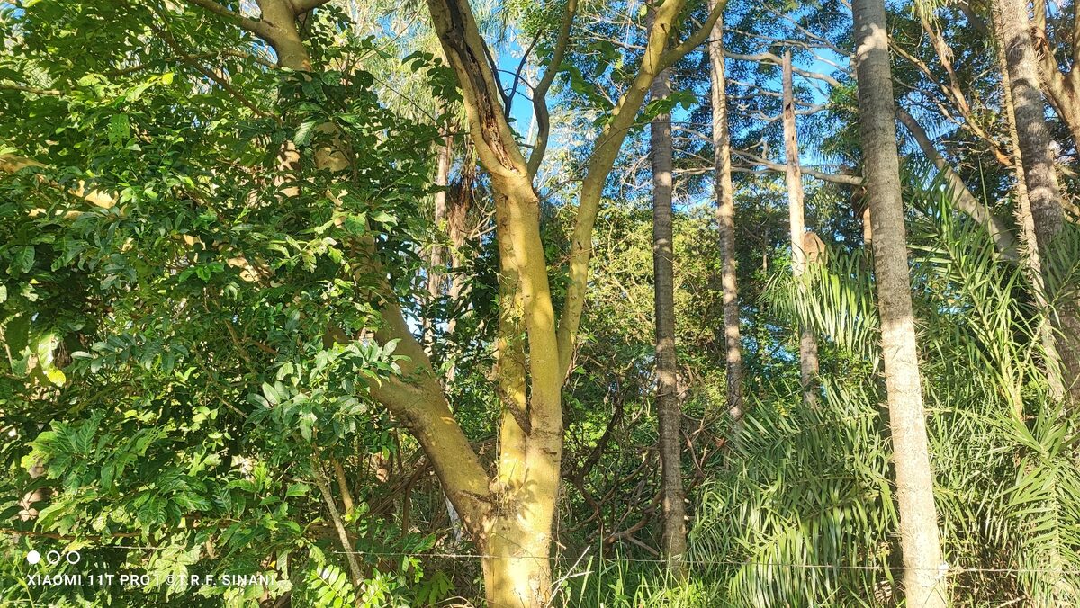 Maclura tinctoria - (L.) D.Don ex Steud. (Fustic Tree) — photo