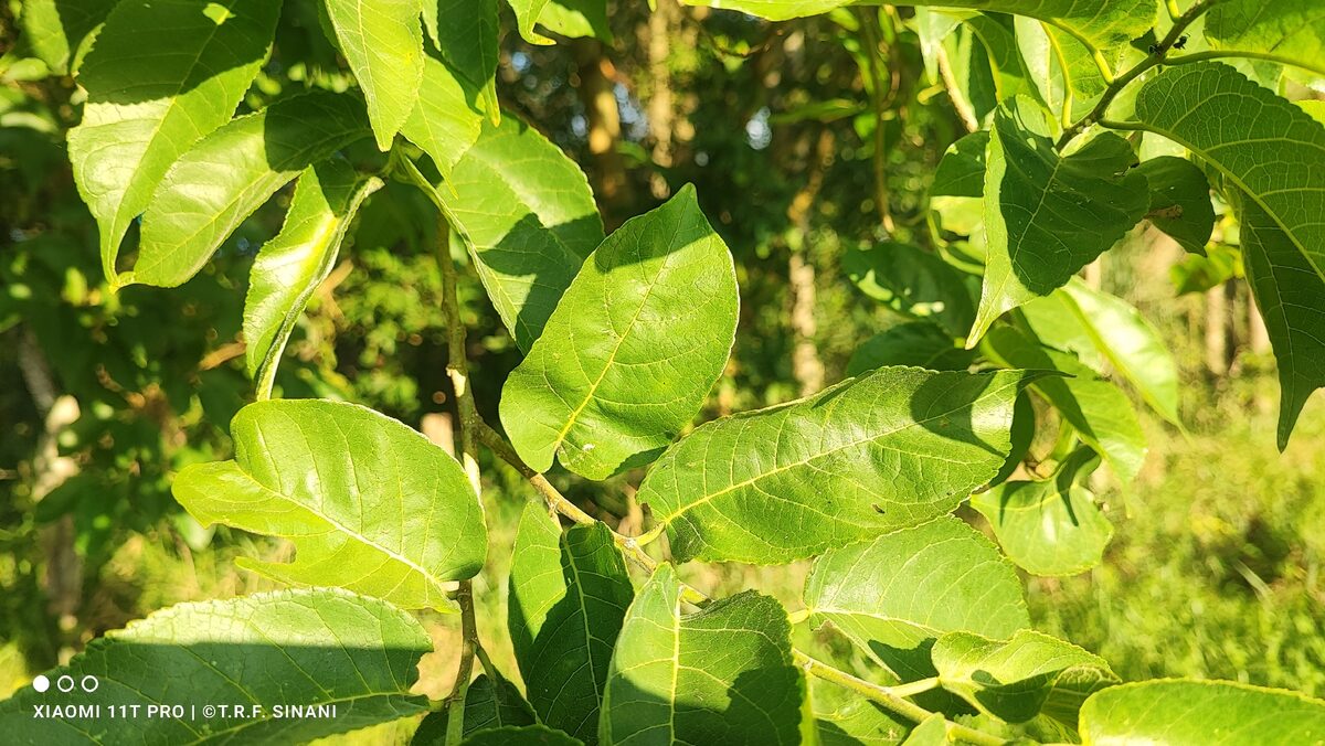 Maclura tinctoria - (L.) D.Don ex Steud. (Fustic Tree) — photo