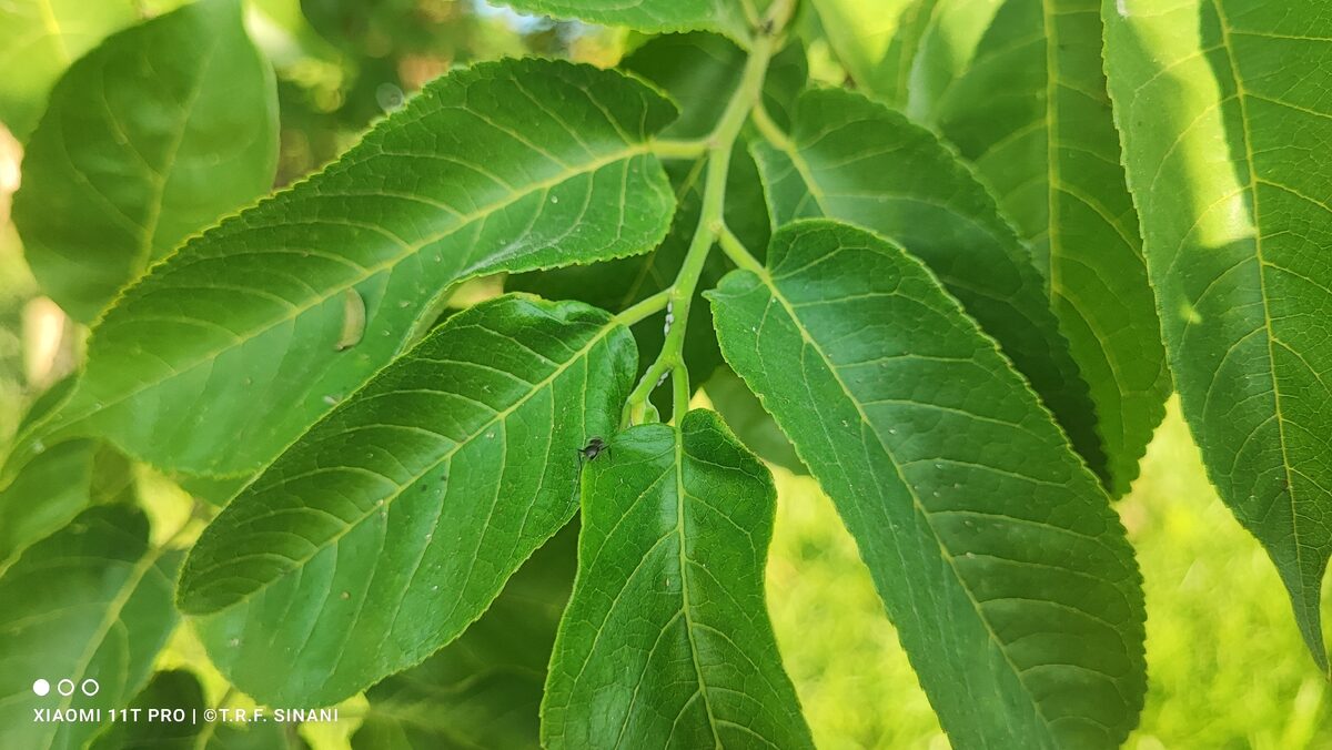 Maclura tinctoria - (L.) D.Don ex Steud.