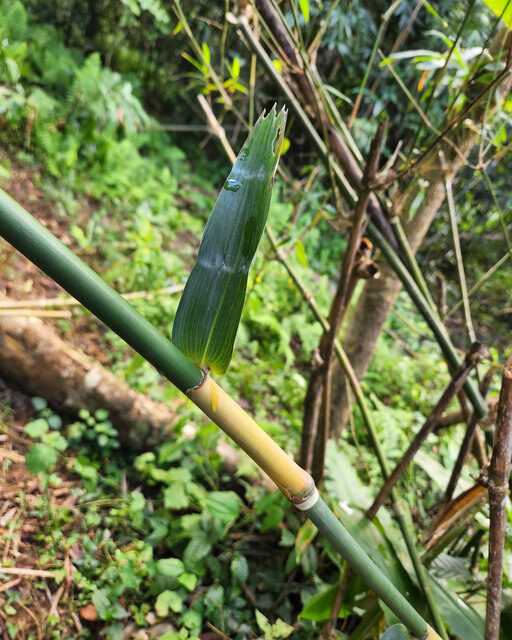 Maclurochloa tonkinensis — photo