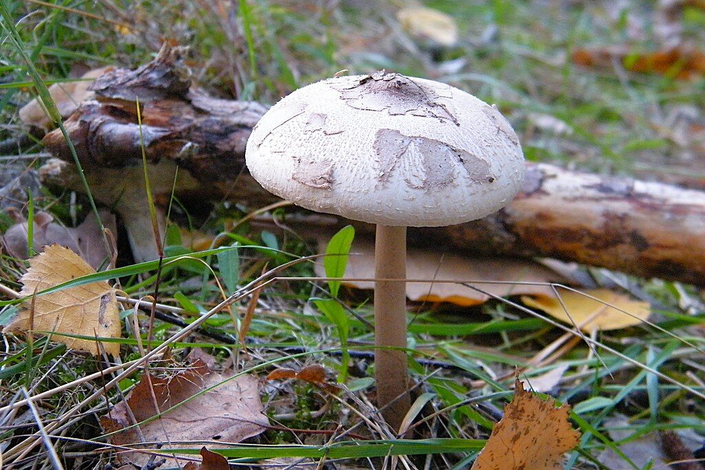 Macrolepiota konradii (Graceful parasol) — photo