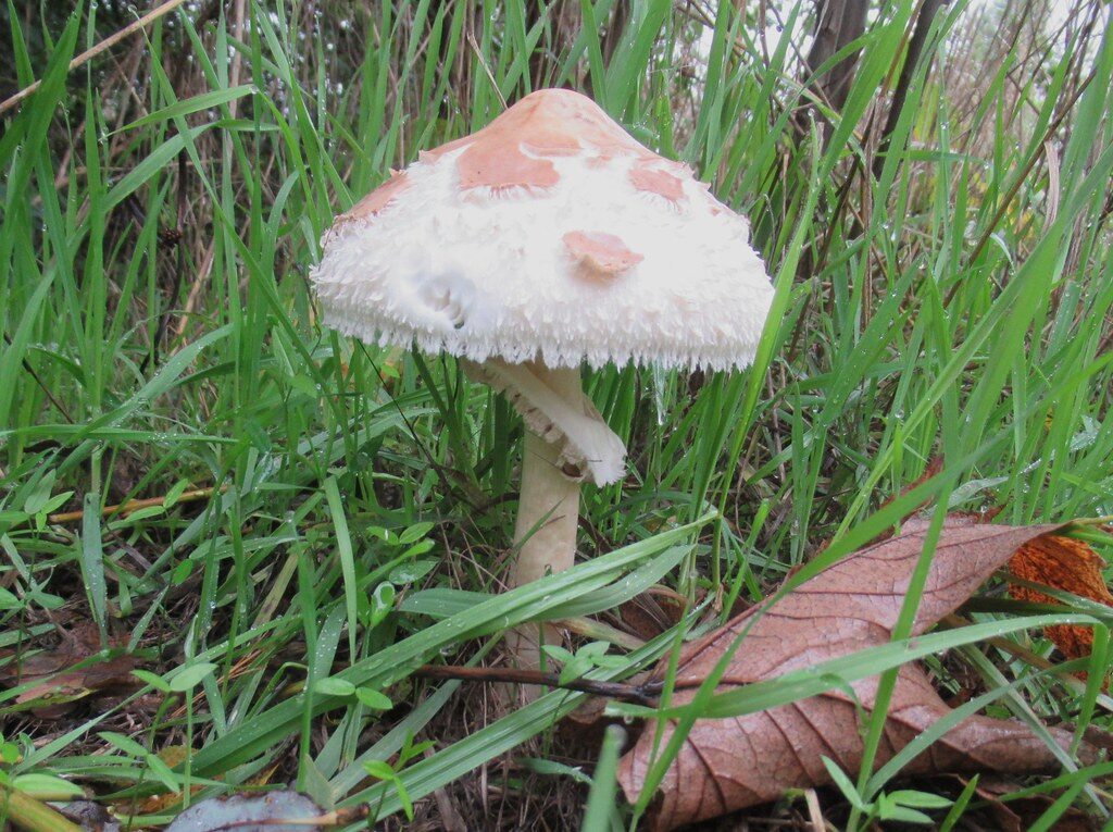 Macrolepiota konradii (Graceful parasol) — photo