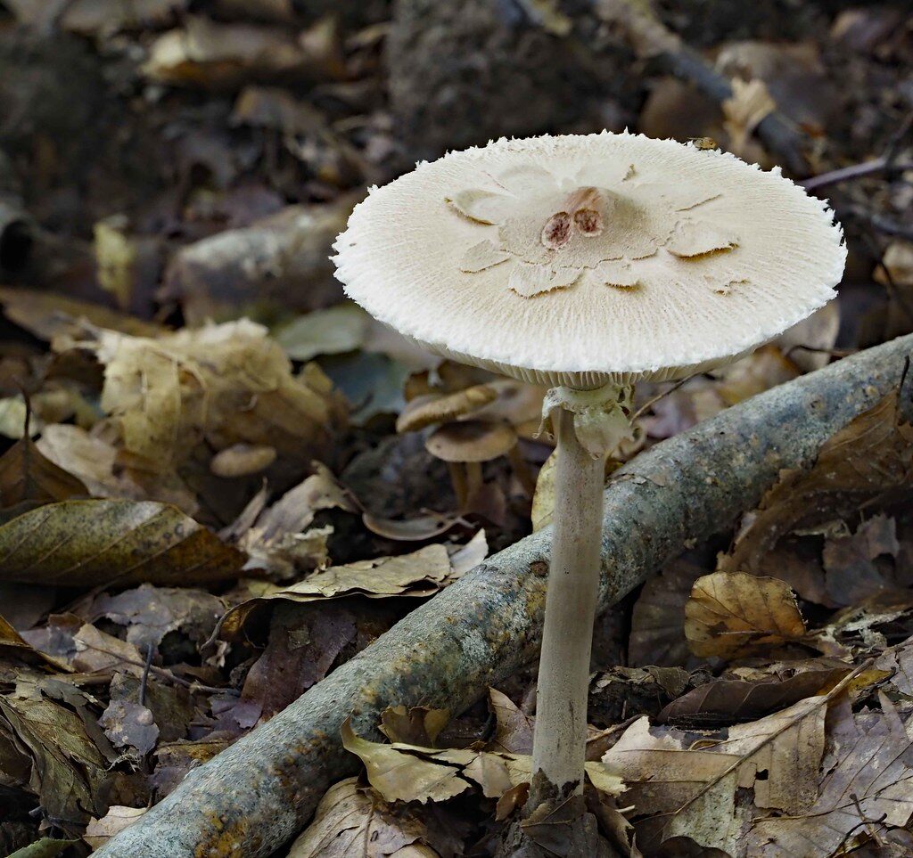 Macrolepiota konradii