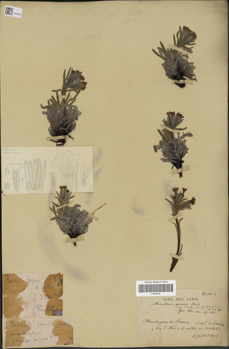 Macrotomia perennis — photo