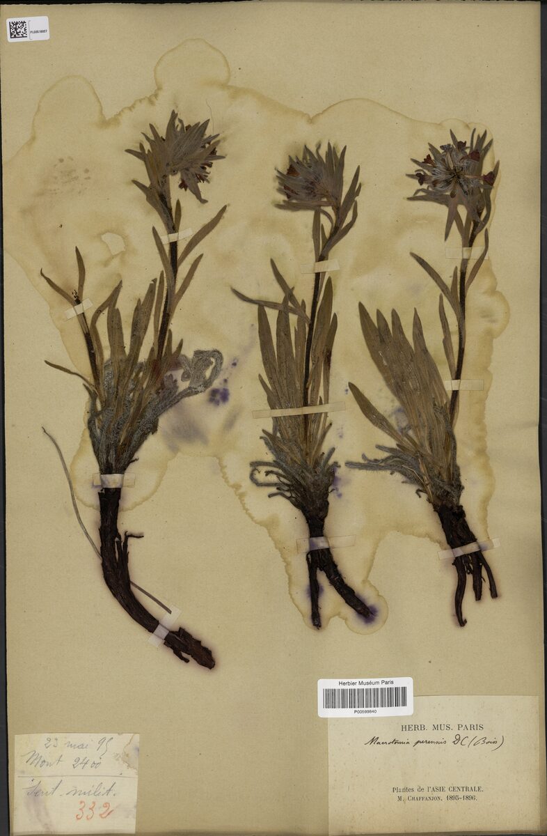 Macrotomia perennis — photo