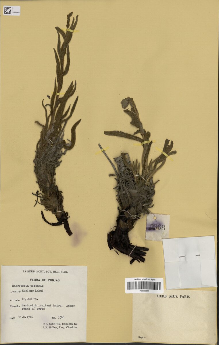 Macrotomia perennis