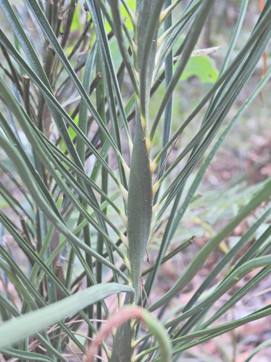 Macrozamia spp. (Burrawang) — photo