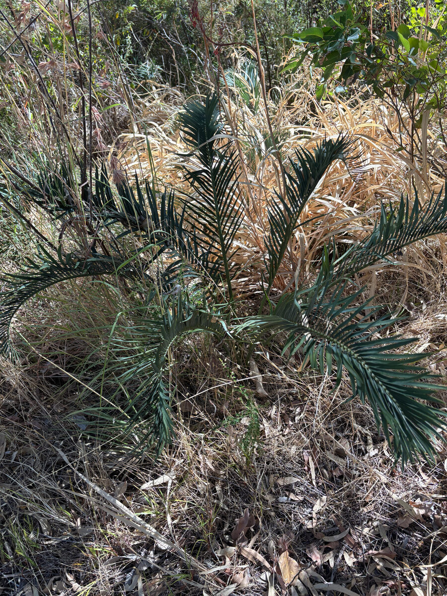 Macrozamia spp. (Burrawang) — photo
