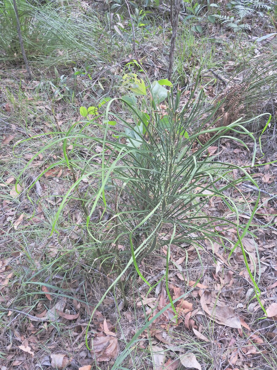Macrozamia spp.