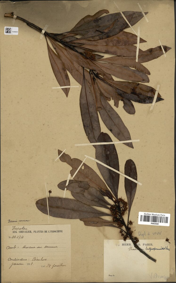 Madhuca butyrospermoides — photo