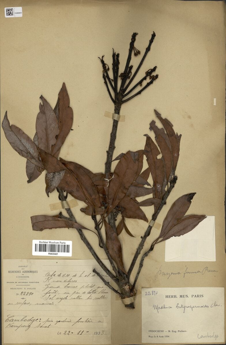 Madhuca butyrospermoides