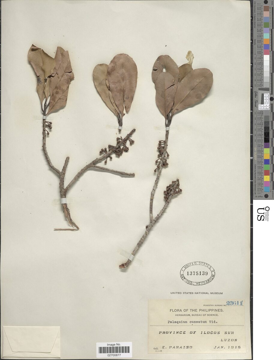 Madhuca cuneata — photo