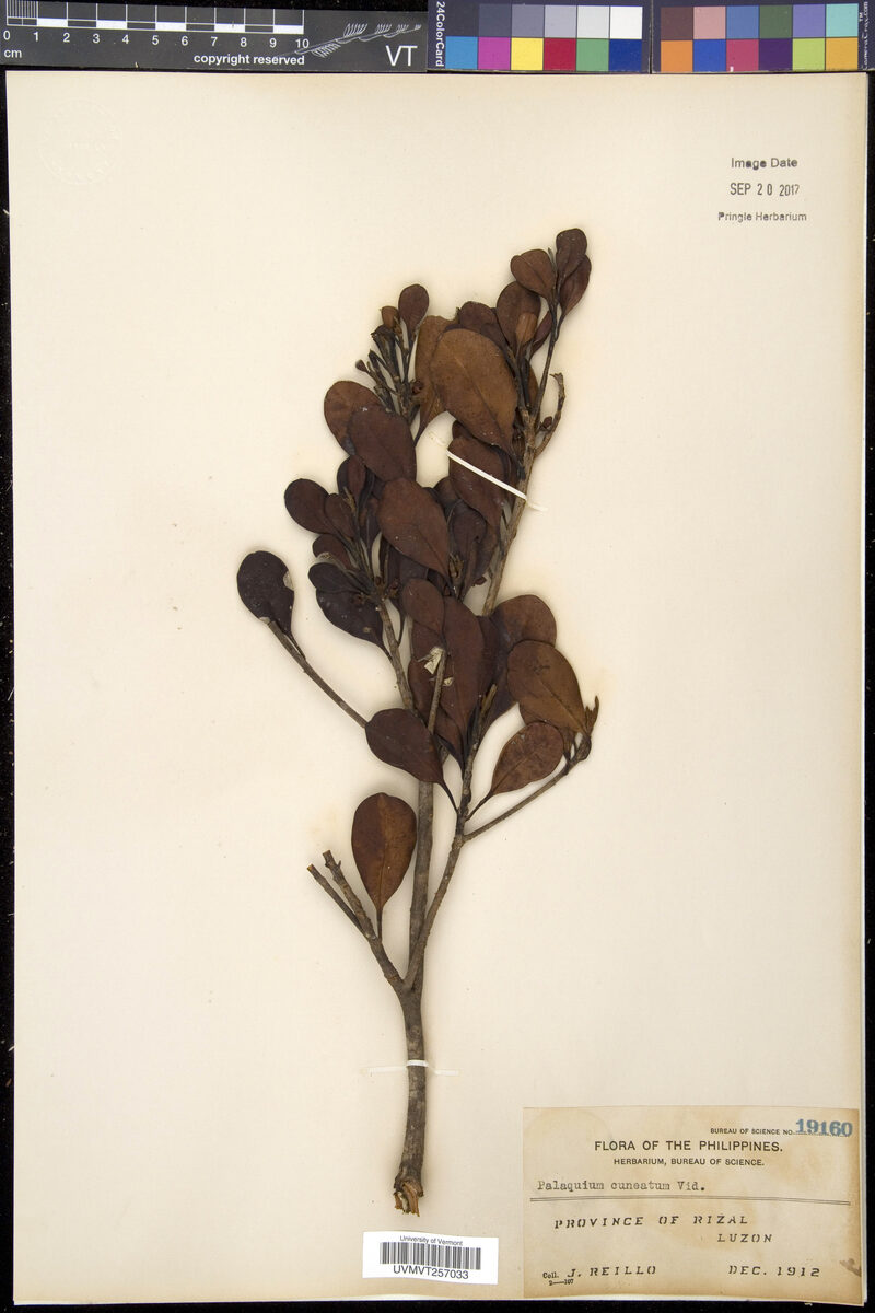 Madhuca cuneata — photo