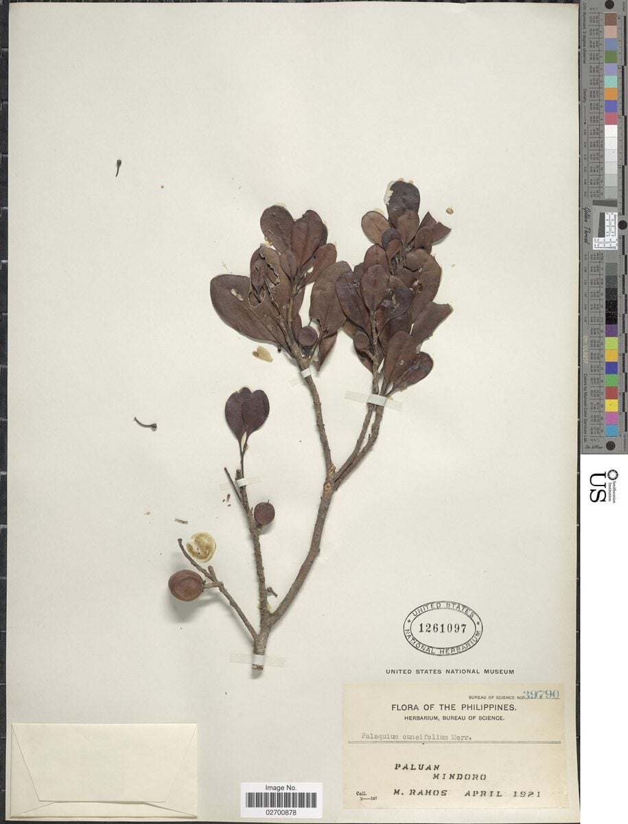 Madhuca cuneata