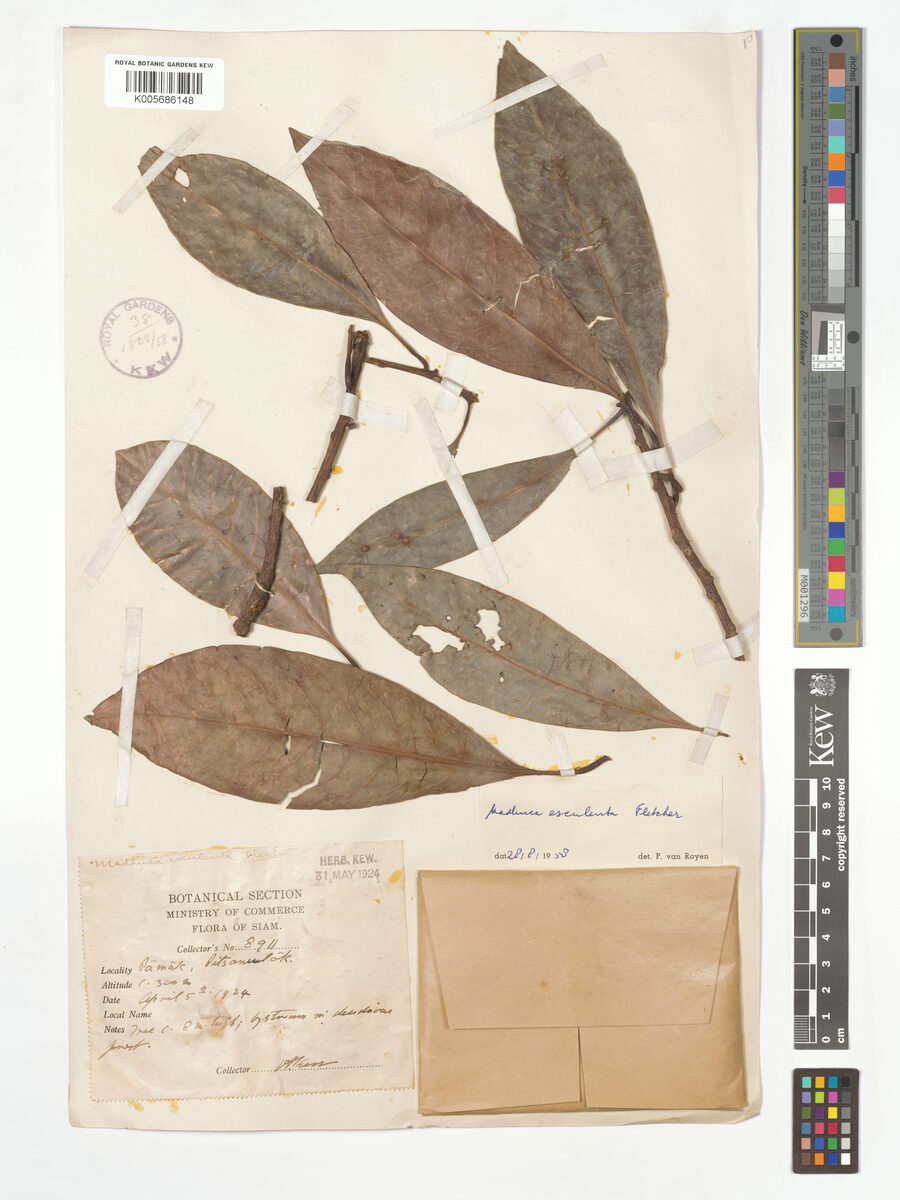Madhuca esculenta (Lamut) — photo