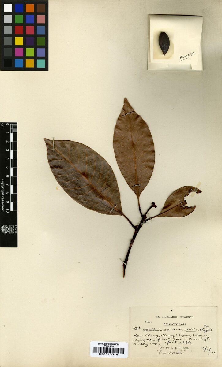 Madhuca esculenta (Lamut) — photo