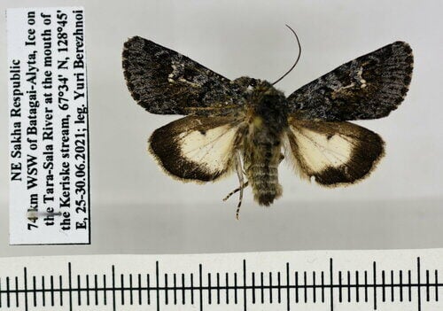 Madhuca esculenta