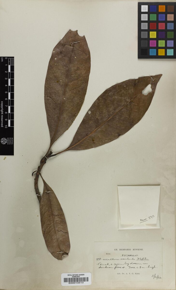 Madhuca esculenta (Lamut) — photo