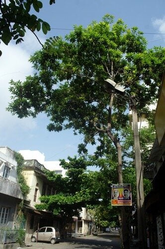 Madhuca neriifolia