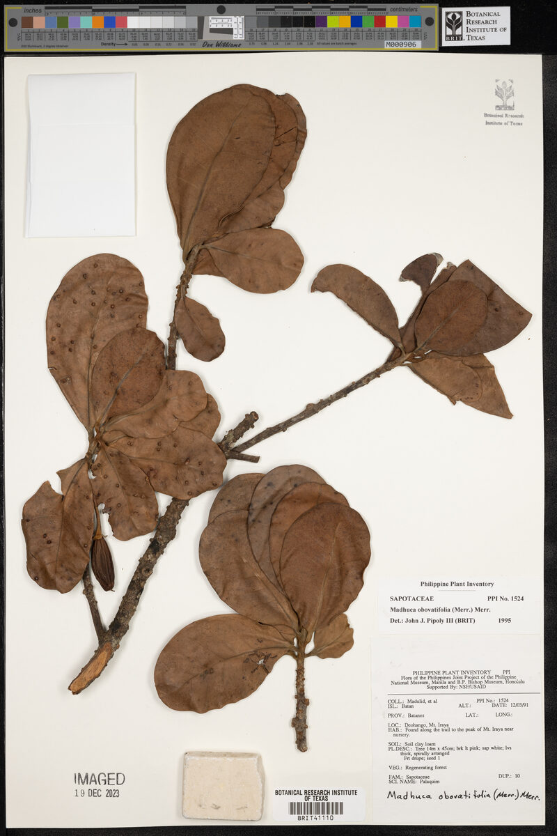 Madhuca obovatifolia — photo