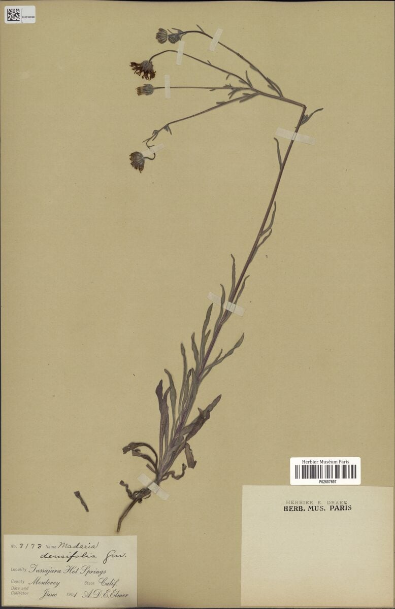 Madia densifolia