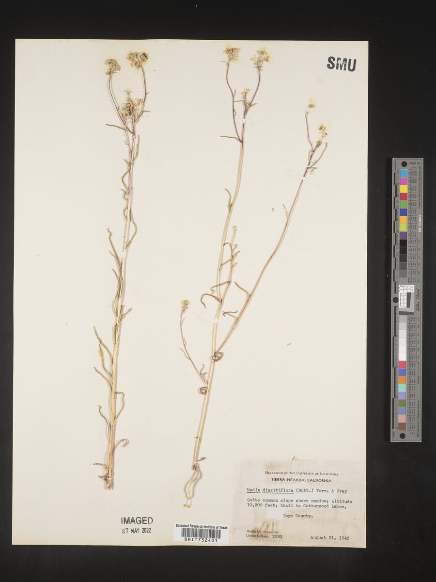 Madia dissitiflora - (Nutt.)Torr.&A.Gray.