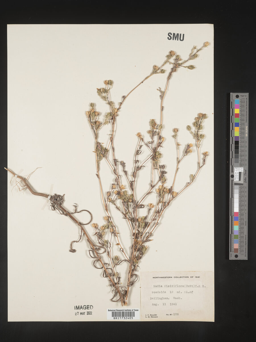 Madia dissitiflora - (Nutt.)Torr.&A.Gray. (Grassy Tarweed) — photo